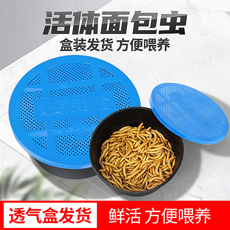 面包虫活体透气小盒发货黄粉虫蜘蛛蝎子饲乌龟守宫角蛙鸟料活饵