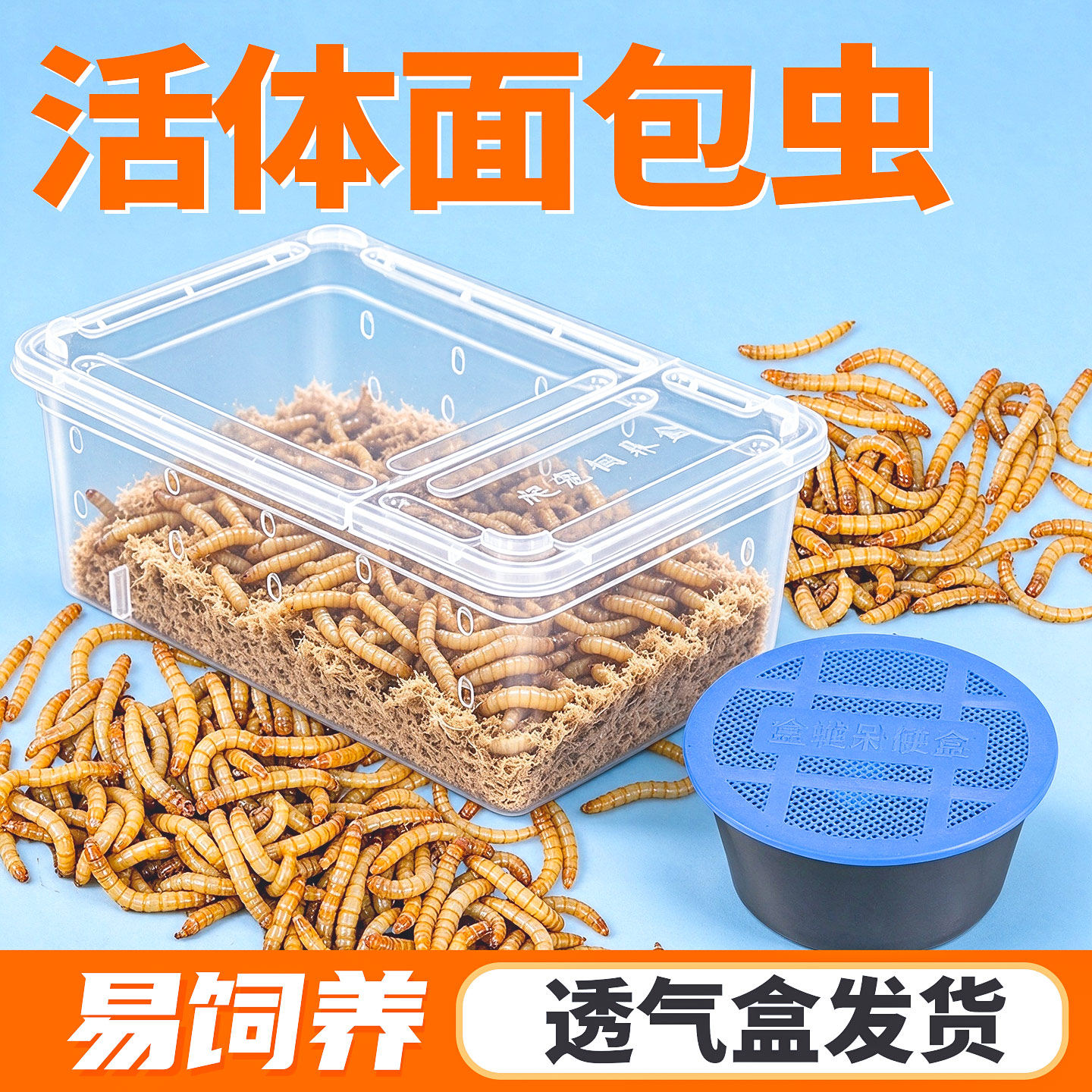面包虫活体透气小盒养殖箱发货黄粉虫饲蜘蛛蝎子乌龟守宫鸟活饵料
