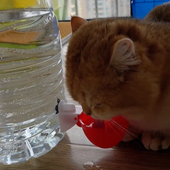 宠物饮水碗自动饮水器喂水器自制饮水机加厚简易家禽猫狗