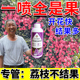 荔枝保花保果药控梢促花催花座果灵果树花芽分化杀梢素专用药肥料