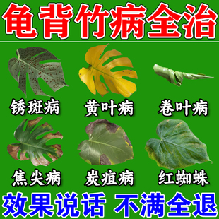 龟背竹锈斑病专用药治叶子发黄焦边铁锈黑斑长霉菌杀菌专用营养液