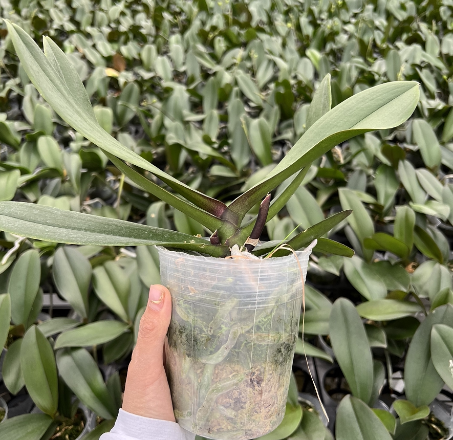 城南花开精选花后苗蝴蝶兰室内盆栽养殖花卉绿植好养活满48包邮