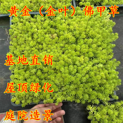 佛甲草黄金佛甲草中华景天过路黄姬岩垂草麦冬草庭院绿化地被植物