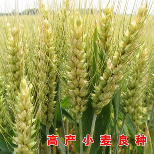 烟农1212小麦原种大穗国审高产矮杆抗病抗倒抗冻冬小麦种子济麦23