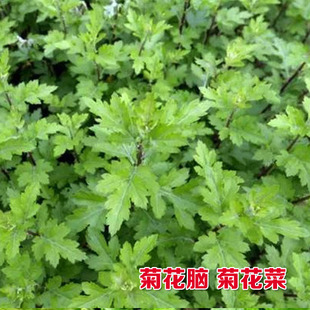 菊花叶籽菊花脑种子菊花涝菊花菜蔬菜种子多年生多次采摘菜籽野菜