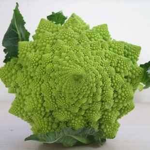 进口宝塔菜种子早熟高产四季播菜花种子佛头菜籽阳台盆栽蔬菜特菜