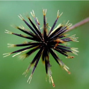 野生鬼针草中草药三叶粘人草种子籽春秋种植易种药用植物药材种子