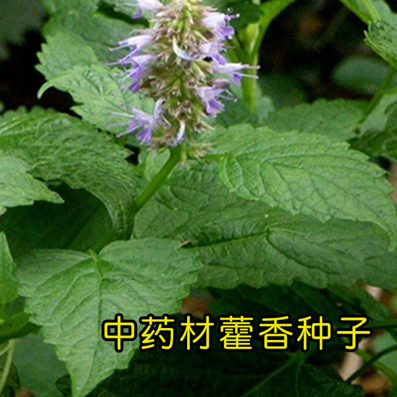 霍香正气香草种子藿香种籽 五香十香大茴鱼香草 阳台盆栽蔬菜种子