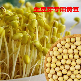 发豆芽新黄豆生黄豆芽专用小黄豆种子黄豆农家自种无土水培蔬菜
