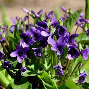 紫花地丁种子甜地丁草紫堇扁豆秧犁头草庭院阳台野菜花籽四季种植
