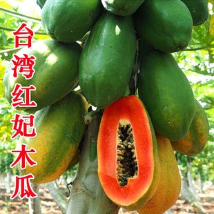 进口杂交种特大高产红心木瓜种籽农友红妃木瓜种子籽水果木瓜种孑