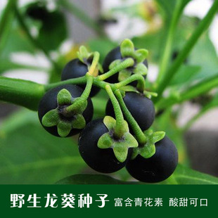 龙葵种子黑天天野生悠悠星星野葡萄籽四季盆栽阳台蔬菜野果菜种子