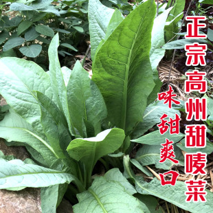 正宗高州甜唛菜种子高州唛菜特色软嫩爽甜麦菜种籽苦麦菜种唛菜籽