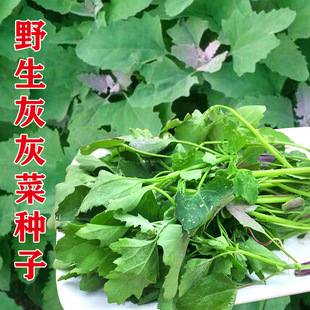 野生灰灰菜种子老品种野菜四季播蔬菜种子养生菜营养丰富味道鲜美
