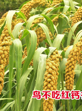 山西黄小米鸟不吃抗旱谷粮食种子