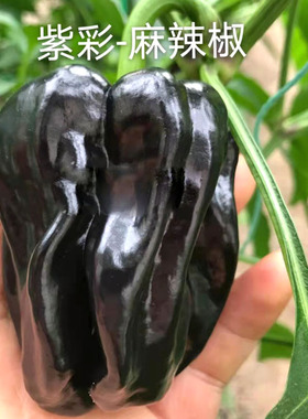 辣椒种子 紫色羊角椒紫彩麻辣椒皱皮椒种籽阳台种菜盆栽四季蔬菜