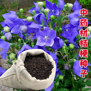 新药材桔梗种子籽 散装食用狗宝咸菜种籽包发芽四季播种阳台盆栽