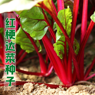 红根达菜种子 红牛皮菜 莙荙菜君达菜种籽 盆栽蔬菜四季播种包邮