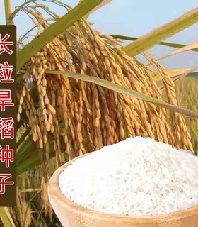 杂交旱稻先锋常规水稻糯米白长粒