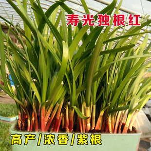 独根红紫根宽叶四季香白根韭菜种子浓香小细叶阳台家庭盆栽蔬菜籽