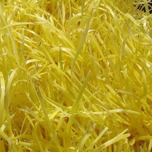 韭黄种子富韭黄冠种子金杆黄韭菜品质早熟高产抗寒早春农家四季播