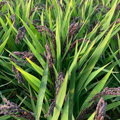 常规稻谷高产优质抗倒