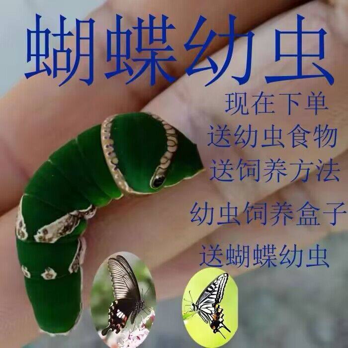 真蝴蝶活体宠物毛毛虫蝴蝶虫卵蛹