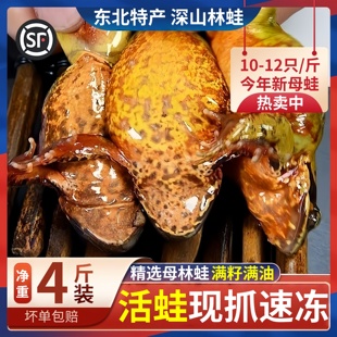 东北林蛙鲜活母豹子满籽母蛤蟆东北特产公母林蛙雪蛤活蛙速冻发货