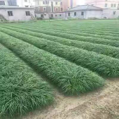 麦冬草价格行情观察与分析