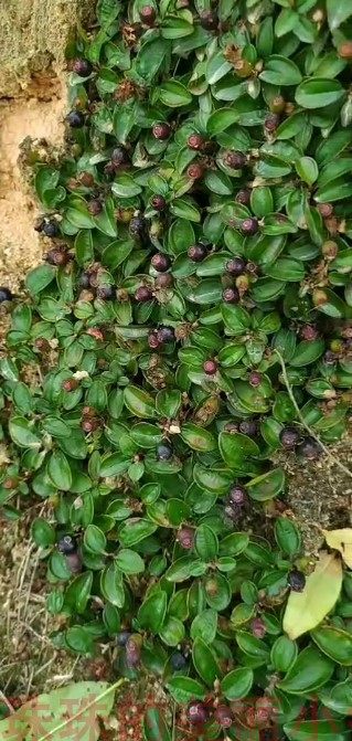 农家自采中草药野生地菍  地茄子 地石榴  地念全草含根晒干1斤