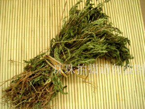 包邮野生江南卷柏 石柏 九死还魂草 金扁柏 晒干整株全草晒干