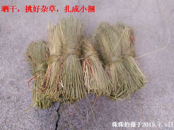 农家自采 纯野生灯心草 灯芯草 整株全草含根部晒干中药材 250g