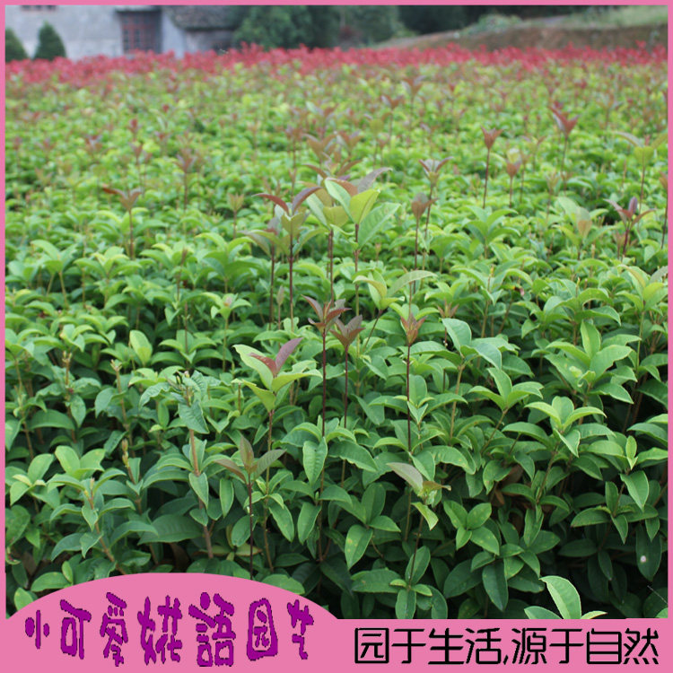 四季桂花树苗月月桂花小苗室外盆栽浓香型四季开花别墅庭院绿化树