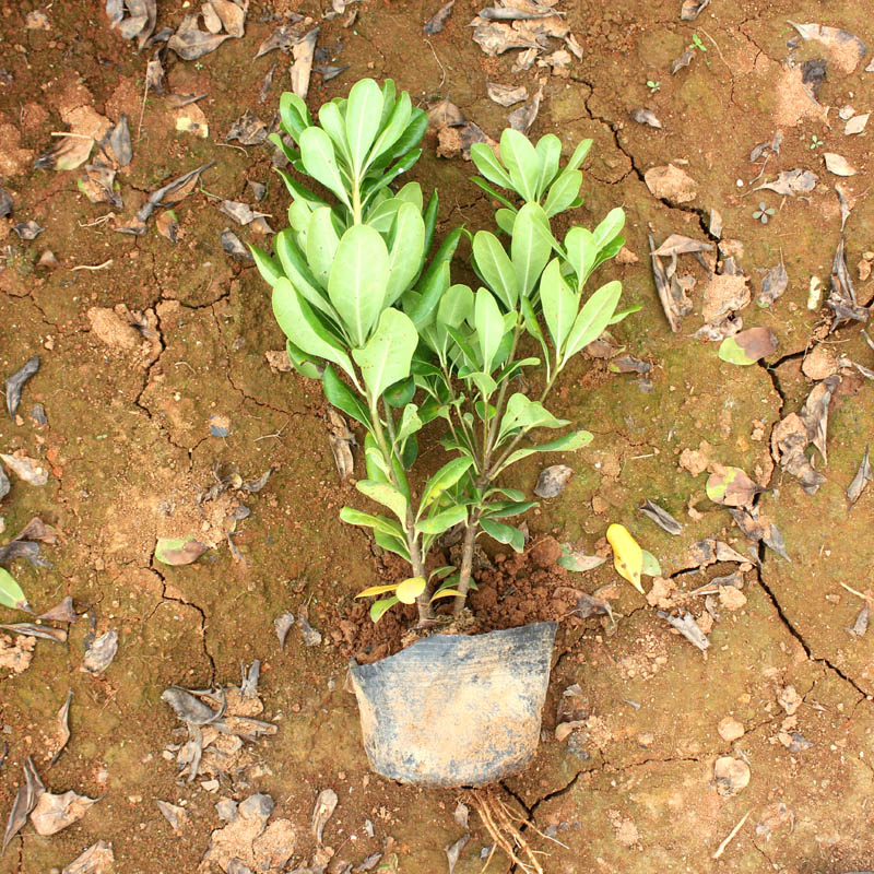 海桐杯苗海桐小苗盆栽海桐树苗绿篱笆围墙植物别墅庭院绿化树包邮