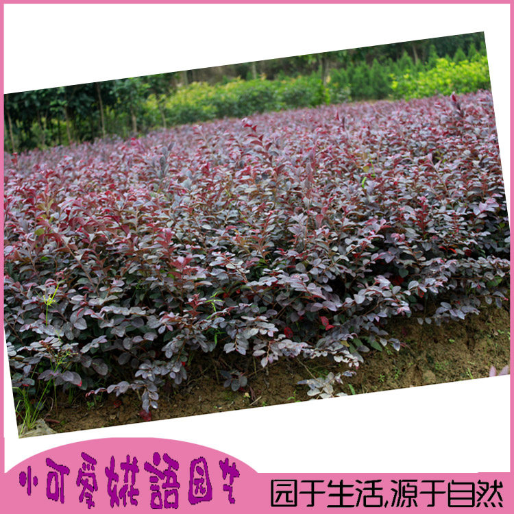 红花继木小苗盆景红花桎木小苗盆景红继木苗工程绿化苗双面红品种