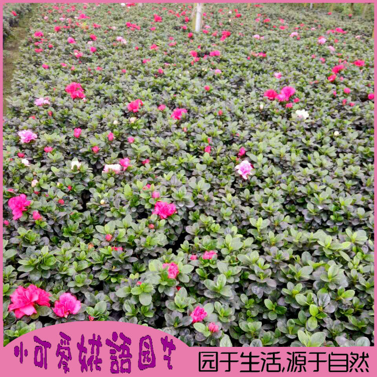 夏鹃苗盆栽夏娟小苗盆景毛杜鹃花苗夏季开花别墅庭院园林绿化树苗