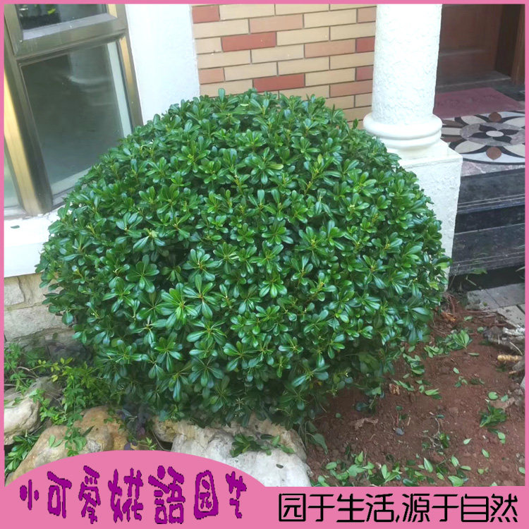 海桐球海桐树苗七里香树苗海桐2年苗盆栽别墅庭院园林绿化树