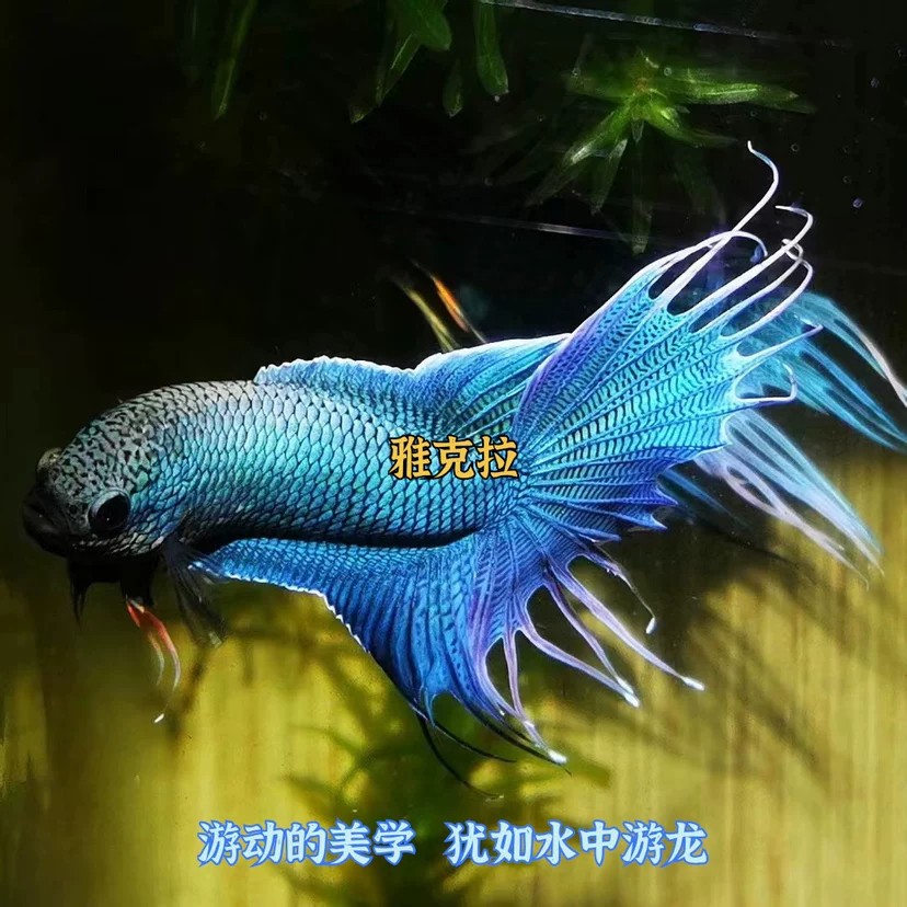 中国斗鱼改良无纹蓝观赏鱼淡水冷水耐养活体好养鱼苗免打氧免加温