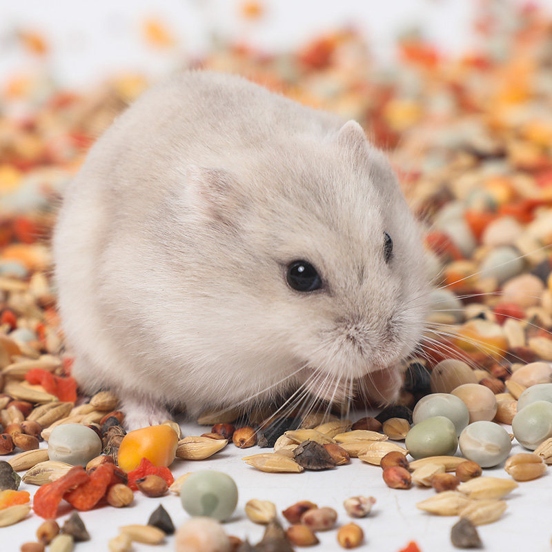 蒼鼠糧食倉鼠糧五谷糧主糧飼料金絲熊食物大桶裝小倉鼠用品1500ml在類目 寵物/寵物食品及用品, 倉鼠類及其它小寵, 飼料/零食中 - 來自Buy2taobao.com提供專業的淘寶代購服務