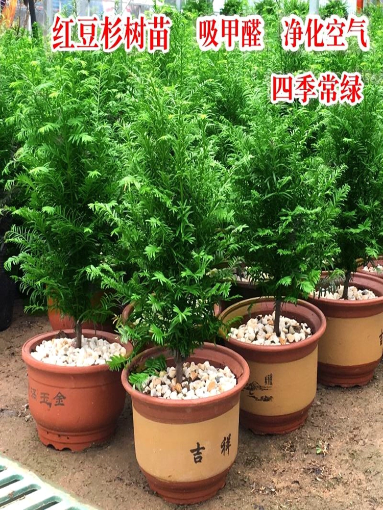 正宗红豆杉耐寒树苗常青大树绿植花卉盆栽盆景植物室内好养红豆彬-封面