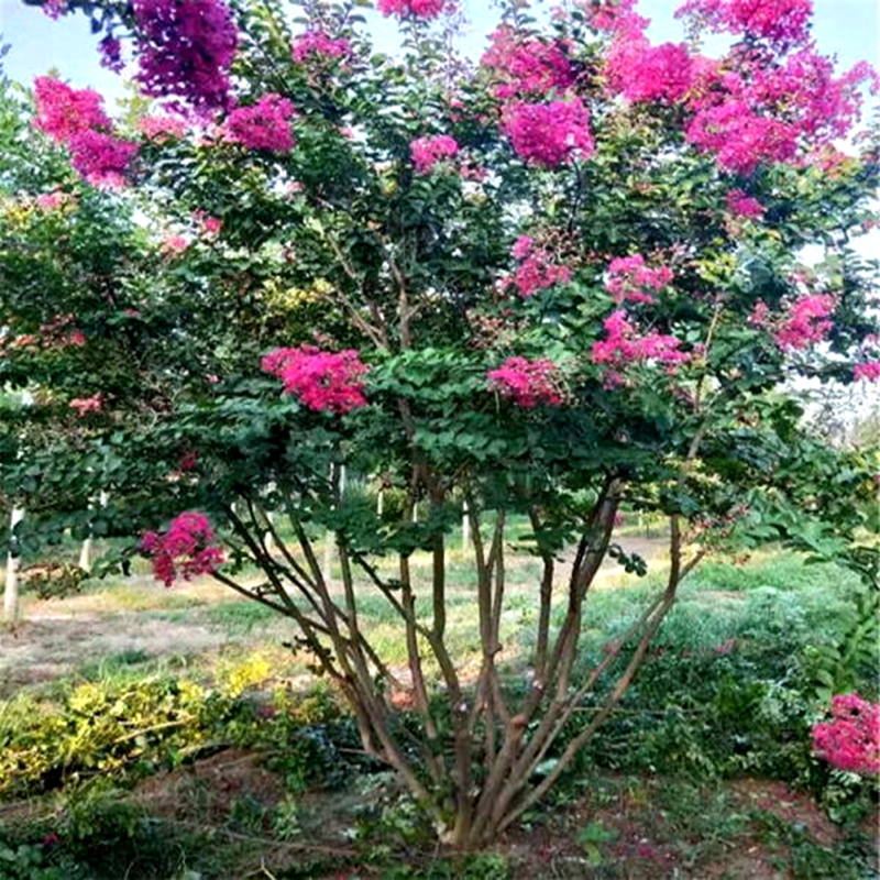 丛生紫薇树苗紫叶丹红多杆红火箭耐寒庭院园林绿化苗木风景树包邮