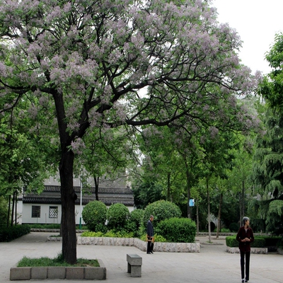苦楝树楝枣树行道厂区风景果杀虫