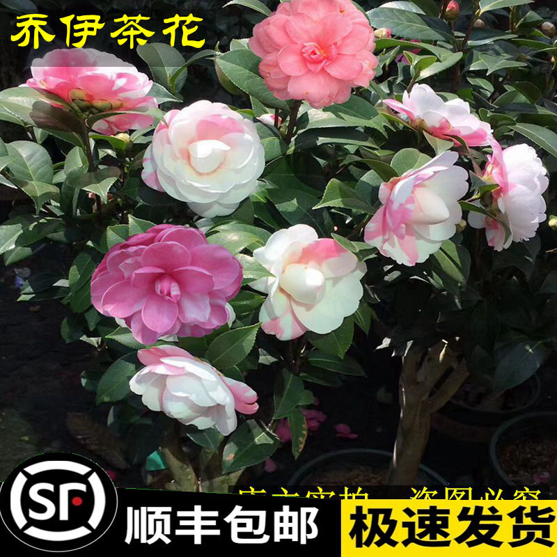 乔伊肯德力克乔依茶花盆栽树苗大花型一树开多色进口名贵品种室内