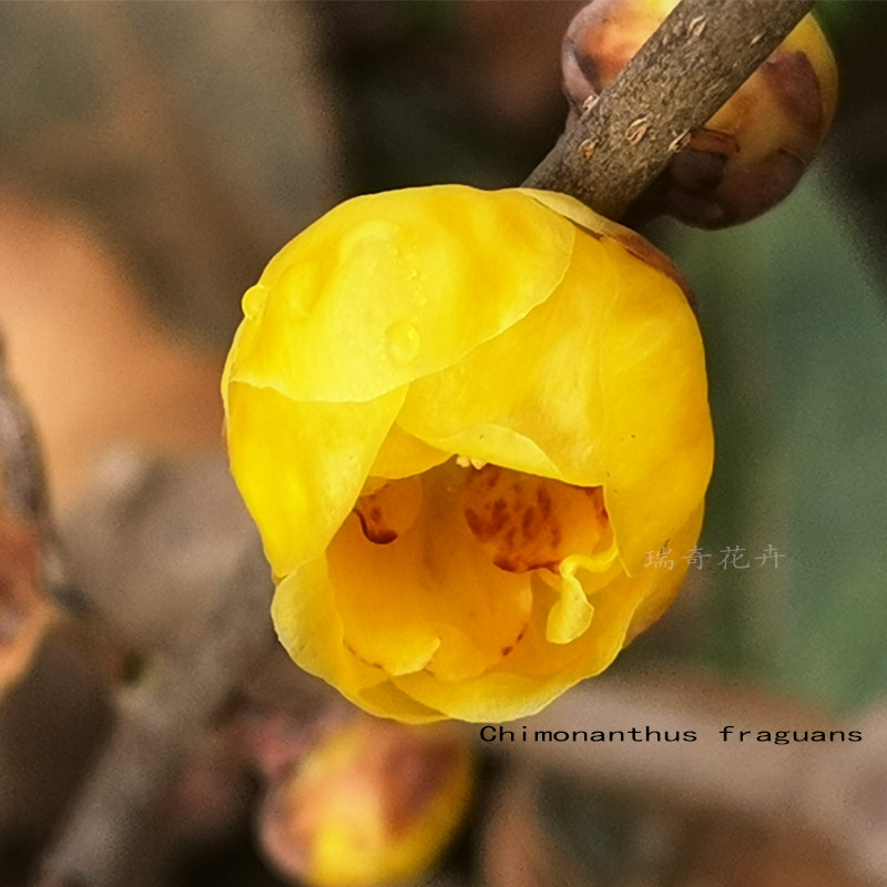 圆瓣晕心素心紫芯磬口黄腊梅冬梅花高杆品种浓香型腊梅盆栽庭院