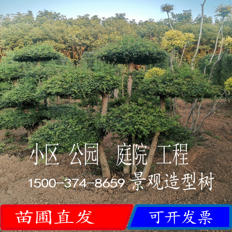 庭院造型树小叶女贞白蜡大叶女贞亮晶女贞黑松风景树小区别墅景观