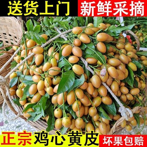 【送货上门】当季鸡心黄皮新鲜水果酸甜正宗广东黄皮现摘现发顺丰