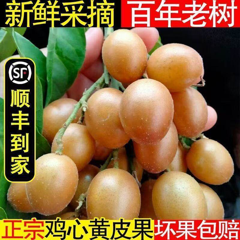 【网红新款】现摘黄皮果新鲜水果当季水果鸡心黄皮现发顺丰包邮