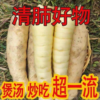 2026新鲜竹薯现挖冬粉冬薯冬粉薯