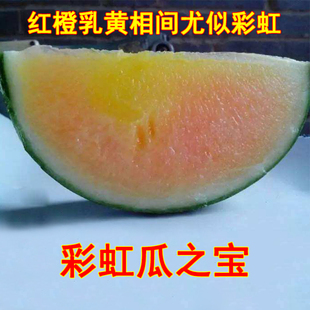 彩虹西瓜种籽黄瓤黄色小西爪籽种爬藤四季夏季农家特色水果种子孑