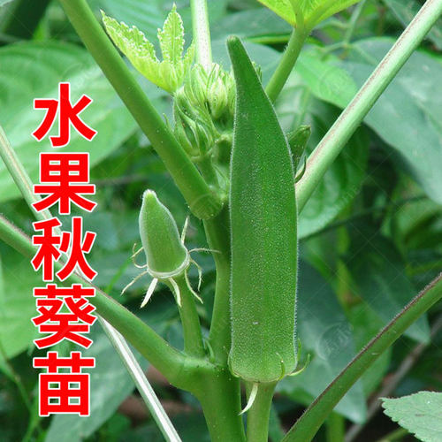蔬菜高产四季盆栽黄秋葵种子